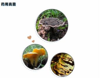 陈康林野生药用真菌自然医学体系及其随想和招商