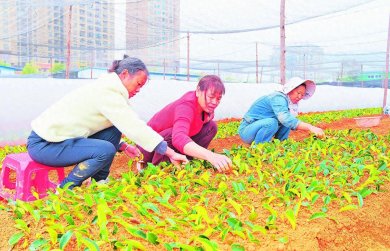 �����Ͳ��� ���������� ������ɫ���̽��ҵ��������������ͼ��